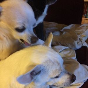 Meet your Posher, Brandi